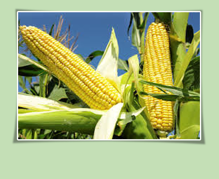 Maize