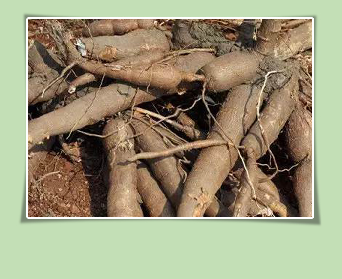 Cassava