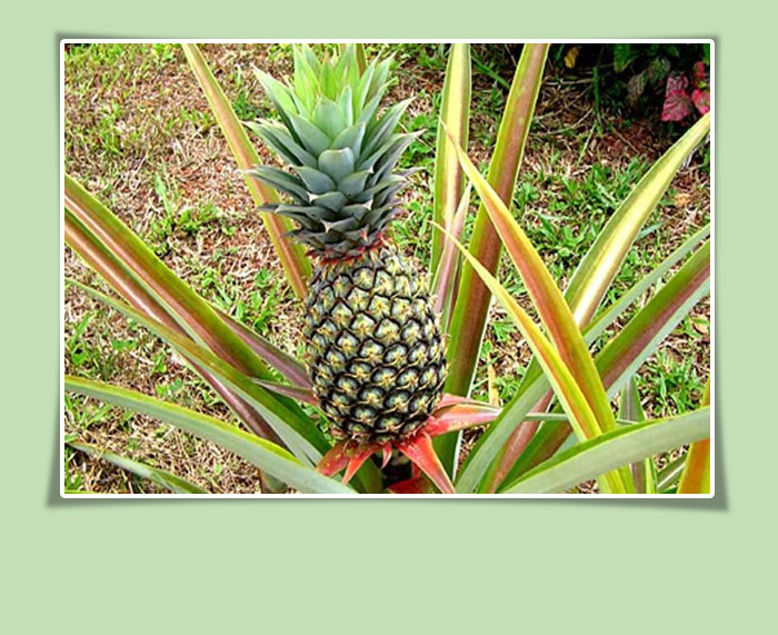 Pineapple