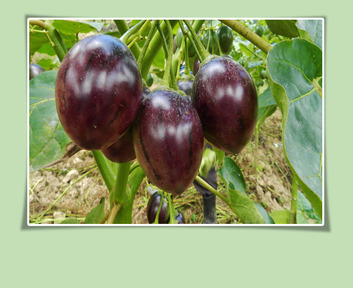 Tree Tomato