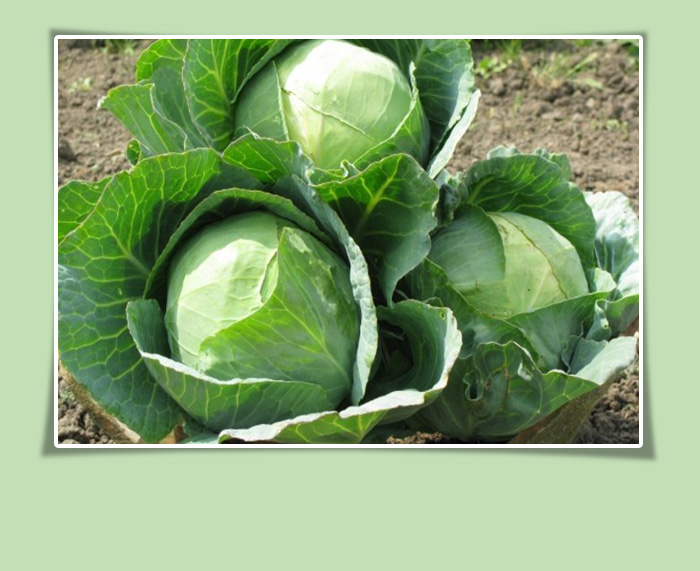 Cabbage