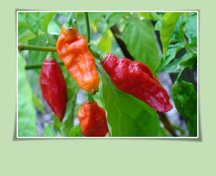 Chilli