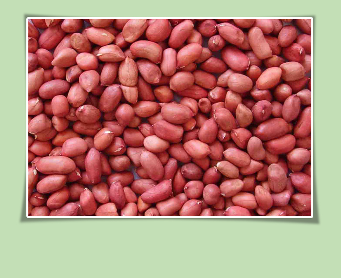 Groundnuts