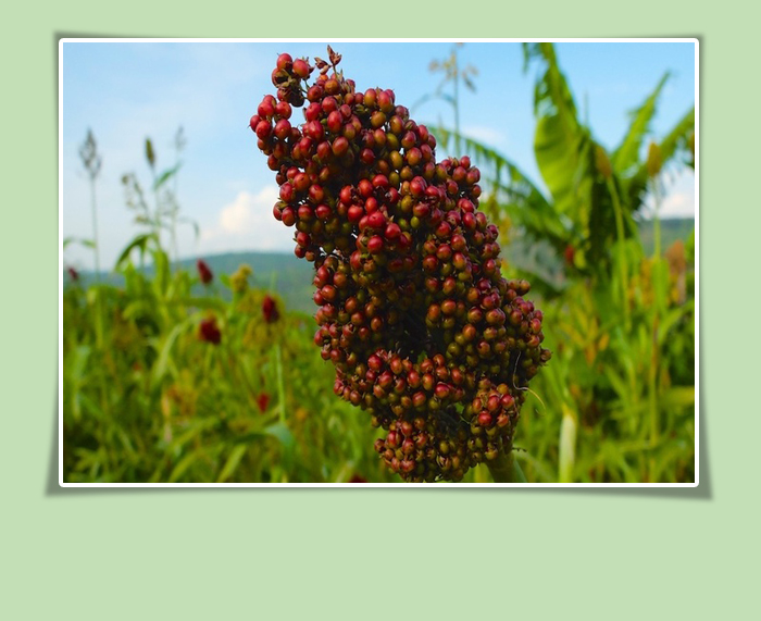 Sorghum