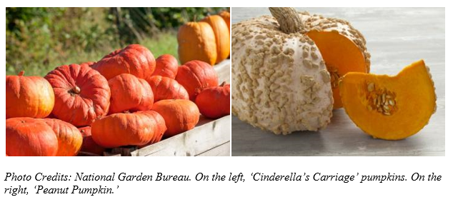 Pumpkins e Hinga platform Pumpkins e Hinga platform