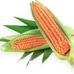 Maize