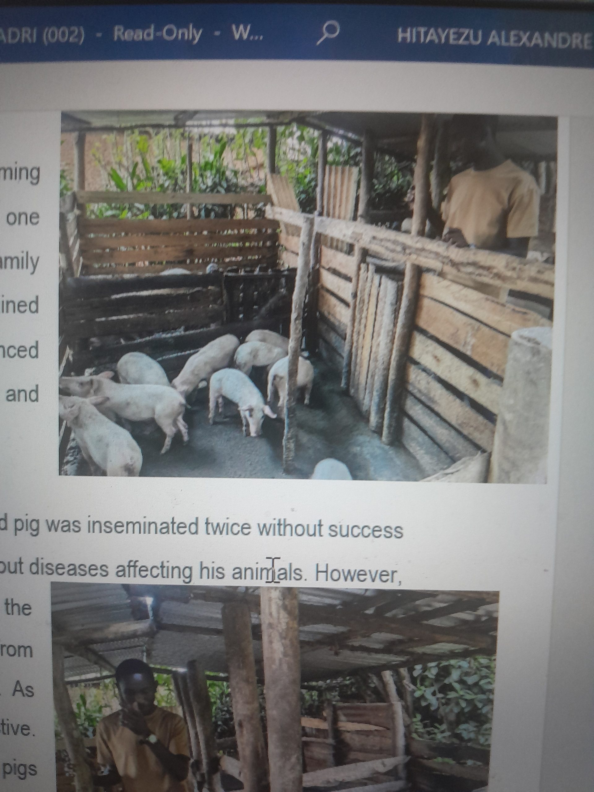20260709_161436 Pig - Image 1