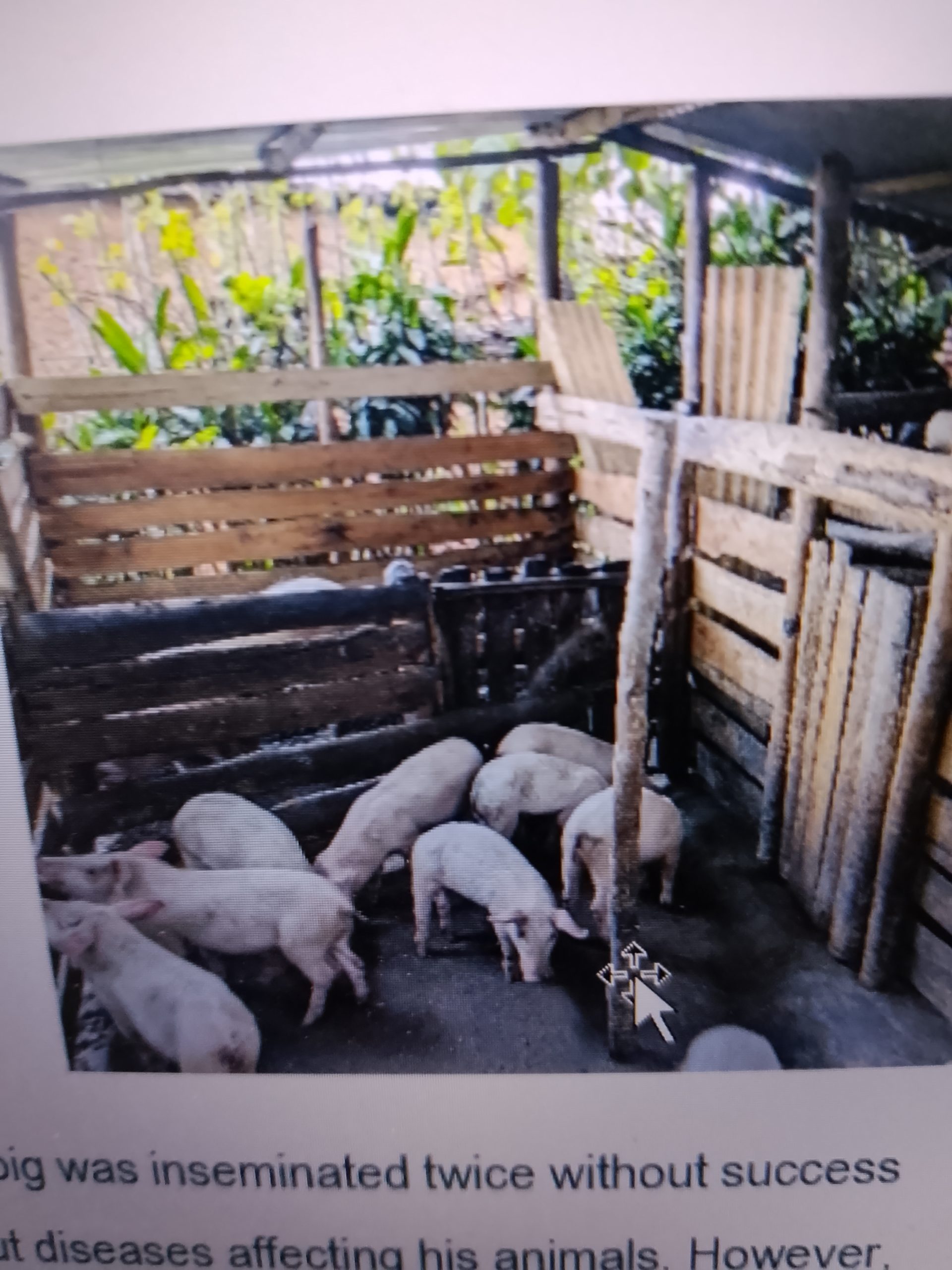 IMG_20260709_155125_668 Pig - Image 1