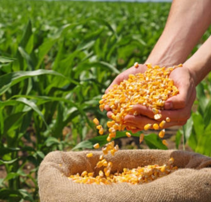 Screenshot_20260709_152220_Google Maize - Image 1
