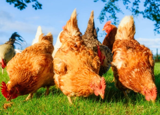 Screenshot_20260709_160241_Chrome Chickens - Image 1