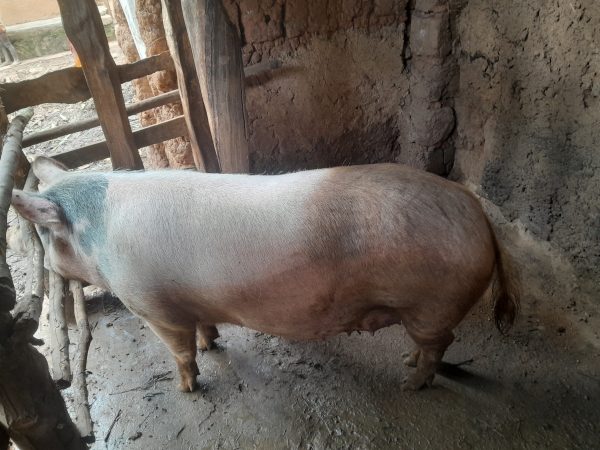 INGURUBE
