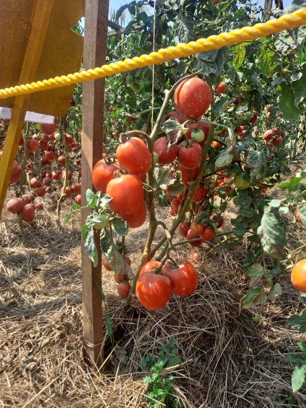 Vegetable