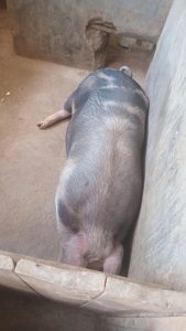 Iyi ngurube image umwaka ivutse, ni Duroc ivanze na Pietrin 