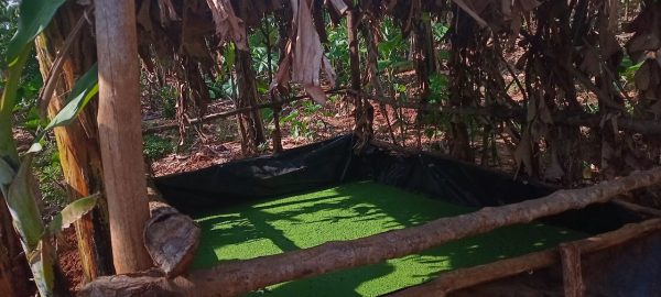 Azora ubwansibwiza Kugurube ikiro1 kigura5000f Muzetubigishe ukotibuhiga karibu