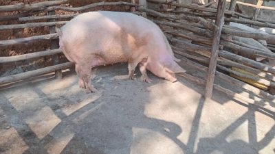 Iyi ngurube ni cyororo umworozi yakwifuza