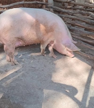 Iyi ngurube ni cyororo kiza umworozi yakwifuza