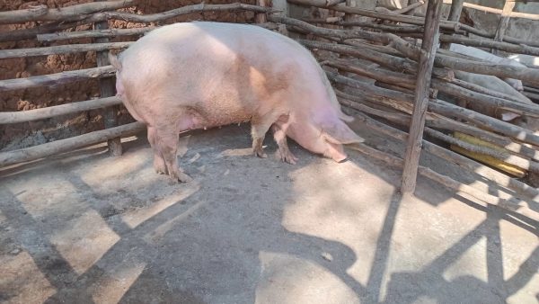 Iyi ngurube ni cyororo kiza umworozi yakwifuza