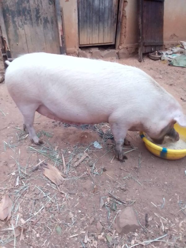 Dutite ingurube zokorora nziza