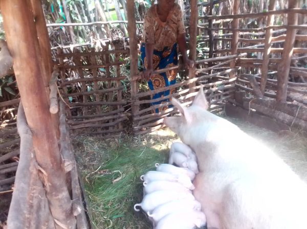 Tugurisha ingurube zo korora