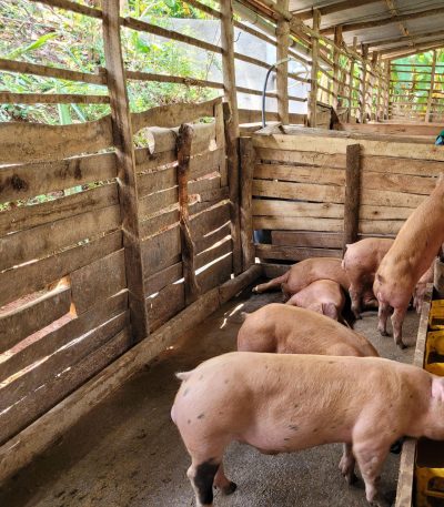 Icyororo cya Duroc, kagano ninzi