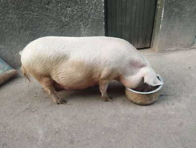 Iyi ngurube Landras ibyaye rimwe gusa kdi irahaka