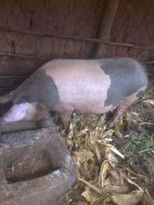 Twebweitsinda rikorerakingoma Rusagara.Mbazi huye dufite ibibwanatugurishaF,30000.mwaduhamagarakuriTel.0782841381