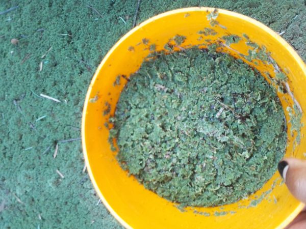 Azolla