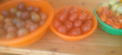 Inyanya n imburide zeze muri nyagahinga sure mushubati rutsiro. Hafiyikiyaga cya kivu