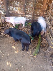 Izingurube zifite ibyumweru bibiri (2) turateganya kuzigurisha k le 10/10 nikaribu murisanga tubahe ingurube zicyororo cyiza