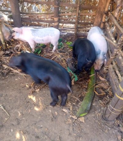 Izingurube zifite ibyumweru bibiri (2) turateganya kuzigurisha k le 10/10 nikaribu murisanga tubahe ingurube zicyororo cyiza