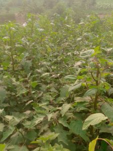 Imboga dodo nigihigwa cyiza cyane kirikwisoko giherereye mukagali ka sure nyagahinga  kukivo,.