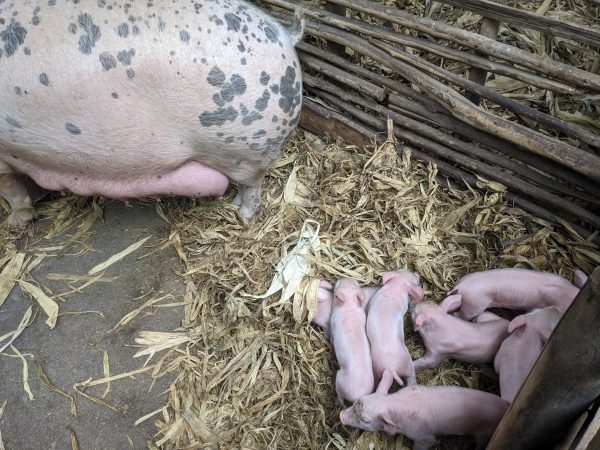 PIGLETS