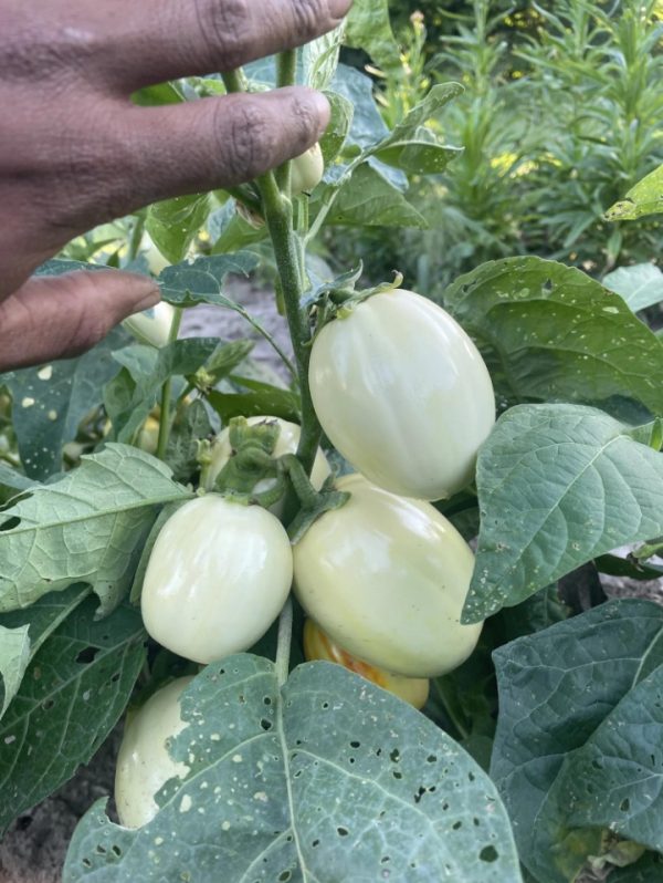 Intoryi(eggplant